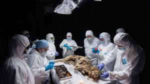 Руски учени са извършили аутопсия на вълк открит във вечната