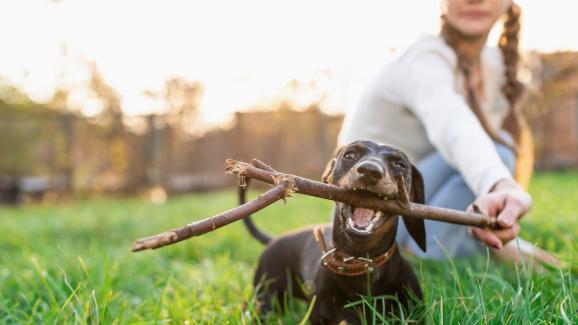 6 от най-игривите и палави породи кучета