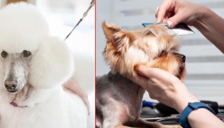 кучета - Прическата на кучето стана лукс!