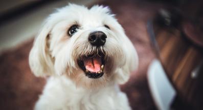 Малтийска болонка