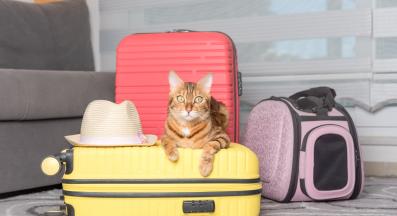 котка в самолет