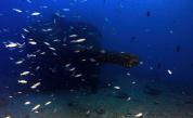 „Неочаквано подводно откритие“: Руски оръдия, намерени на Бахамите