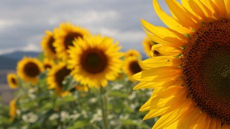 слънчоглед