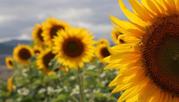 слънчоглед - Задава се най-слабата реколта от слънчоглед!