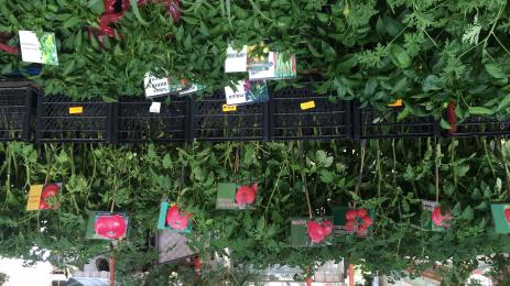 разсад домати