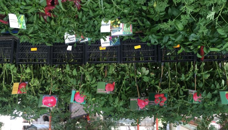 разсад домати - Агро Телеграф: Левче за разсад домат на пазара