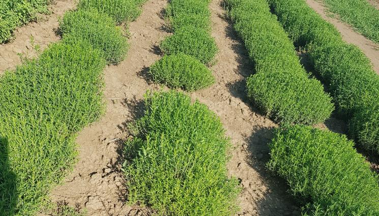 чубрица - Агро Телеграф: Сеем чубрицата между пипера и доматите