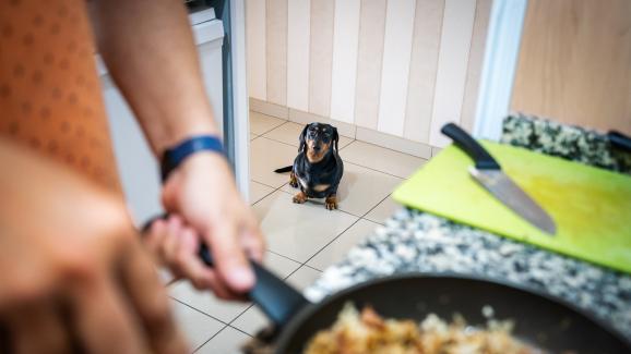 Защо кучетата просят за храна и как да ограничим това поведение