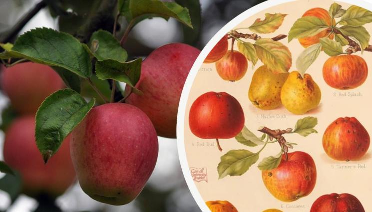 ябълки - Агро Телеграф: Търсят предтеча на съвременните ябълки