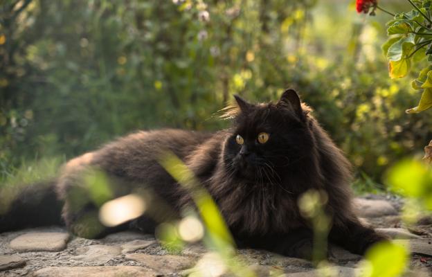 Черна персийска котка