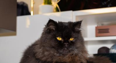 Черна персийска котка