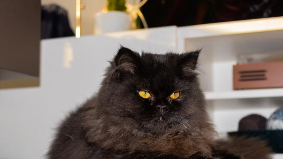 Черна Персийска котка: факти, произход и история