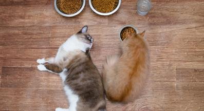 котка се храни