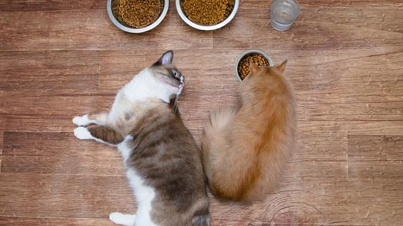 Как начинът на хранене може да промени живота на вашата котка