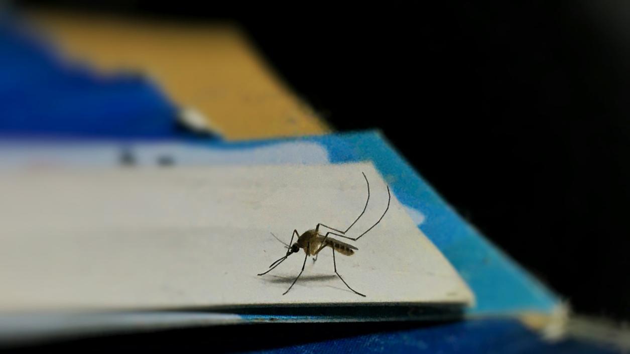 Защо комарите хапят някои хора повече от други?