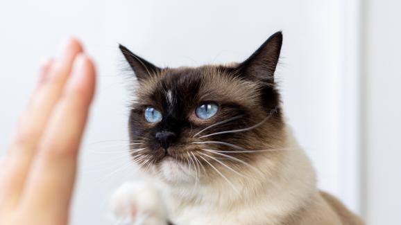 Как може да ви помогне консултант по поведение на котки?
