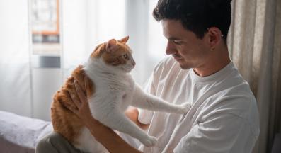 домашна котка