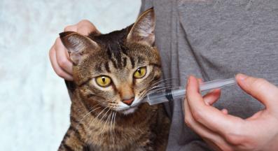 котка и лекарство