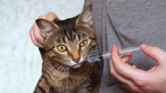 Как да дадете на котката си лекарство без да я стресирате