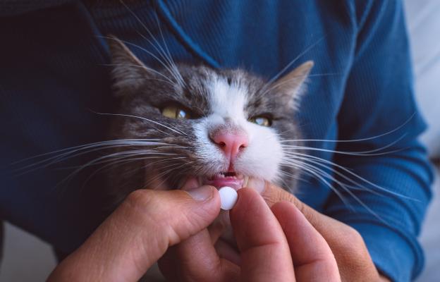 котка и лекарство