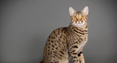 котка Савана