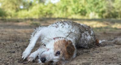 куче мръсотия