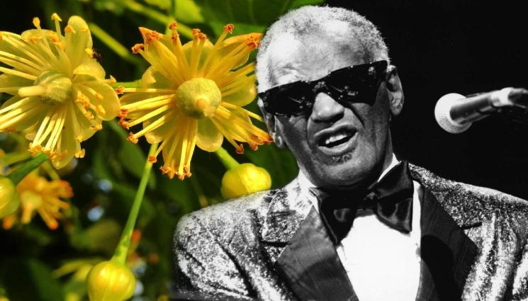 Рей Чарлз - СТАРА ЗАГОРА МИ Е НЮ ОРЛИЪНС: Рей Чарлз ще пее под липите!