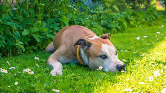 6 опасности за кучето, които се крият в двора ви