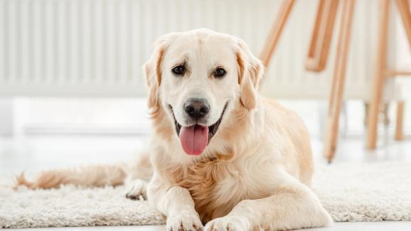 Топ 10 на най-неподходящите породи кучета за охрана на дома ви