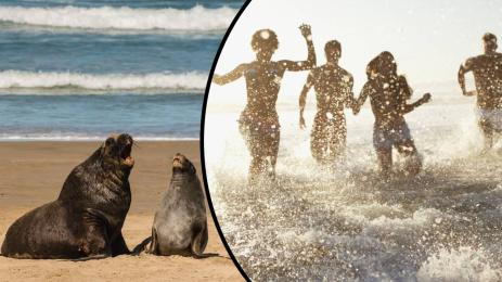 морски лъв тюлен плаж