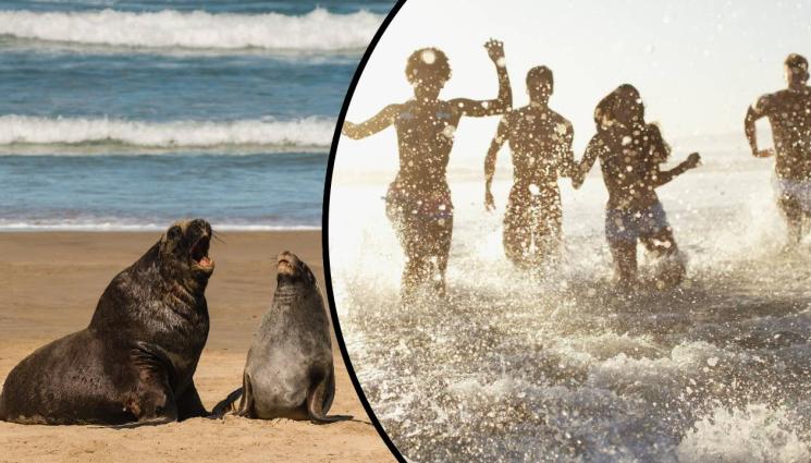морски лъв тюлен плаж - СТРАШНА ПАНИКА: Разярен морски лъв нападна плажуващи! (ВИДЕО)