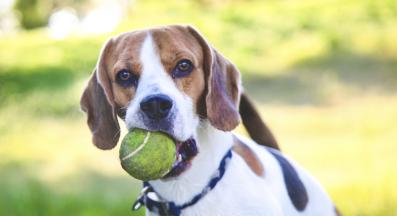 куче дресура