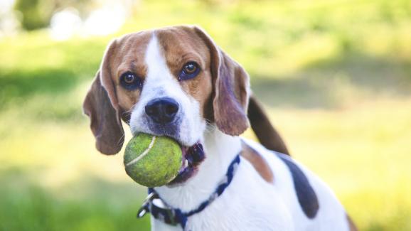 5 награди при обучението на кучетата, които не са храна