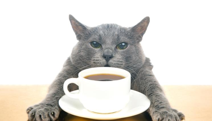 кафе - ЗЛАТНО ВРЕМЕ: Защо е добре да пием редовно кафе