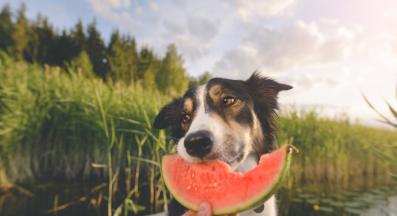 куче плодове