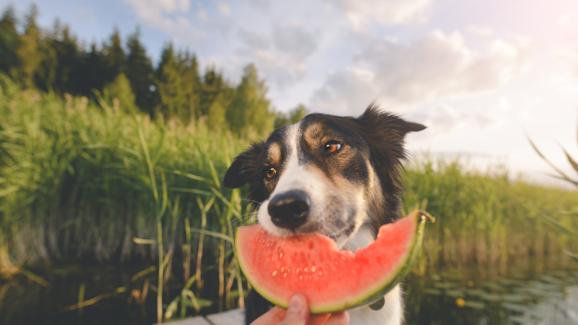 7 летни плодове, които можете да споделите с кучето си