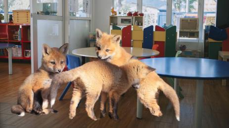 лисици градина