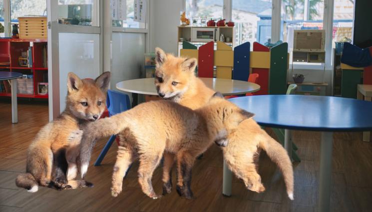 лисици градина - НЯМА ЛЪЖА, НЯМА ИЗМАМА: Лисица заведе децата си на забавачка в София! (СНИМКА)