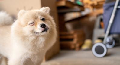 куче намига