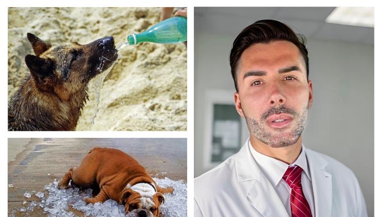 домашни любимци - ЛЮБОВ НА ЧЕТИРИ ЛАПИ: Симптоми на топлинен удар при кучето