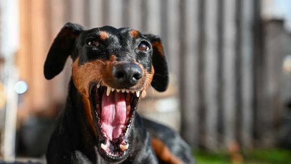 11 от най-шумните породи кучета