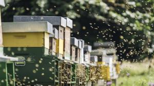 Жени в Африка се занимават с пчеларство, за да спасят природата