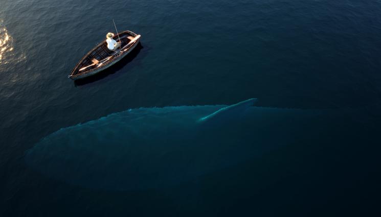 акула чудовище - Извадиха огромно чудовище от бреговете на Шотландия (СНИМКА)