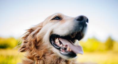 куче щастливо