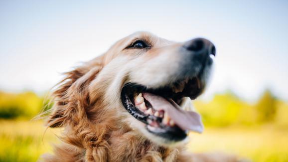 5 знака, че у дома си имате едно щастливо куче