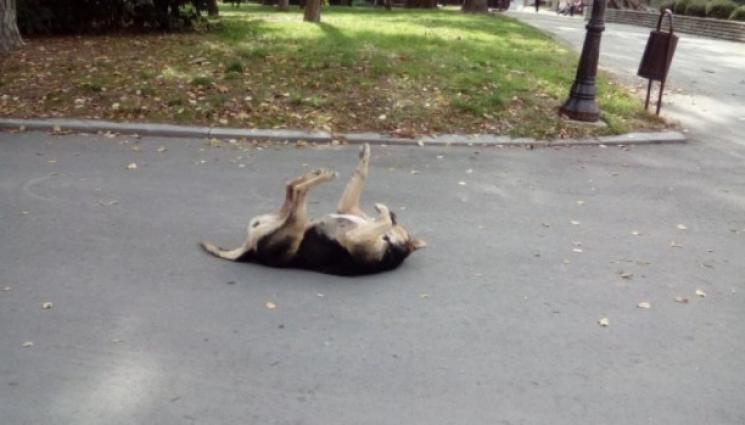 Куче - УЖАС: Масов мор, изроди тровят животните наред! (ОБЗОР)