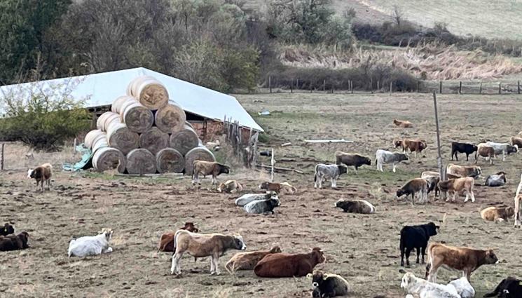 стадо - Агро Телеграф: Стадо биокрави обречено на гладна смърт