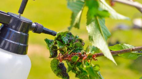 листни въшки пръскане