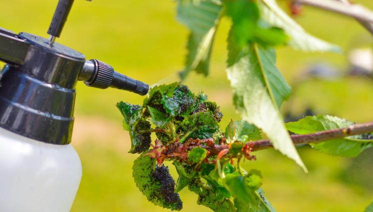 листни въшки пръскане - Агро Телеграф: Морим листните въшки с доматени листа