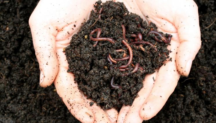 Червеи - Агро Телеграф: Червеите подобряват почвата